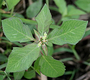 Euphorbiaceae - Euphorbia heterophylla 