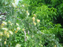 Fabaceae - Albizia lebbeck 