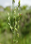 Poaceae - Megathyrsus maximus 