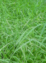 Poaceae - Megathyrsus maximus 