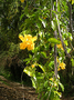 Bignoniaceae - Dolichandra unguis-cati 