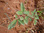 Fabaceae - Desmodium tortuosum 