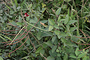 Fabaceae - Macroptilium lathyroides 