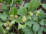 Amaranthaceae - Alternanthera pungens 