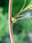 Amaranthaceae - Amaranthus dubius 