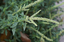 Amaranthaceae - Amaranthus spinosus 