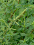 Amaranthaceae - Amaranthus spinosus 