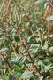 Amaranthaceae - Amaranthus viridis 