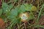 Passifloraceae - Passiflora foetida var. hispida 