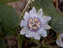 Passifloraceae - Passiflora foetida var. foetida 