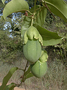 Passifloraceae - Passiflora laurifolia 