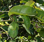 Passifloraceae - Passiflora laurifolia 