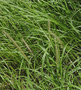 Poaceae - Cenchrus ciliaris 