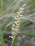 Poaceae - Cenchrus echinatus 