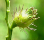 Poaceae - Cenchrus echinatus 