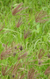 Poaceae - Chloris barbata 