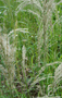 Poaceae - Digitaria insularis 