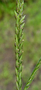 Poaceae - Eleusine indica 
