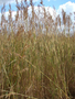 Poaceae - Hyparrhenia rufa 