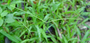 Poaceae - Paspalum conjugatum 