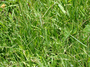 Poaceae - Paspalum conjugatum 