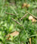 Poaceae - Paspalum dilatatum 