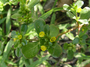 Portulacaceae - Portulaca oleracea 