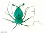 Panulirus versicolor image