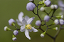 Solanaceae - Solanum seaforthianum 