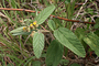 Malvaceae - Waltheria indica 