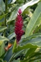 Zingiberaceae - Alpinia purpurata 
