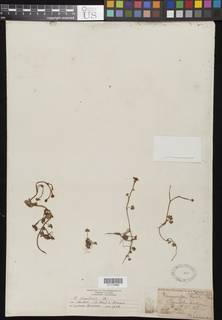 Image of Ranunculus gmelinii