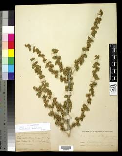 Image of Ribes leptanthum