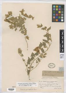 Calystegia malacophylla subsp. pedicellata image