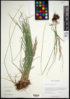 Calamagrostis koelerioides image