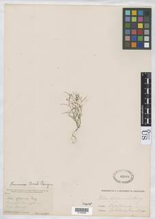 Linanthus filiformis image
