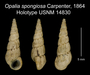 Image of Opalia spongiosa