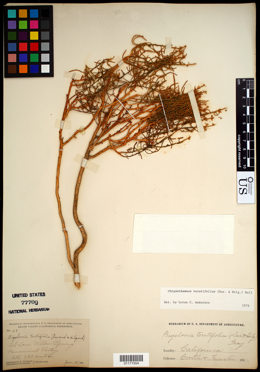 Ericameria teretifolia image