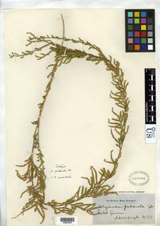 Selaginella coarctata image