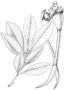 Rhizophoraceae - Rhizophora mangle 