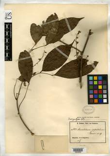 Englerodendron isopetalum image