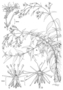Caryophyllaceae - Schiedea hookeri 