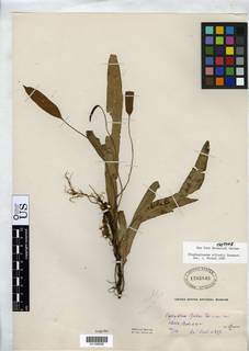 Elaphoglossum alfredii image