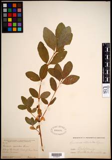 Image of Lonicera caerulea