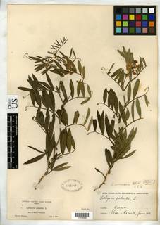 Image of Lathyrus coriaceus