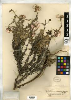 Helichrysum ellipticifolium image
