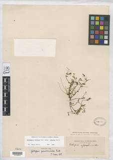 Githopsis diffusa subsp. robusta image