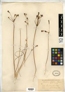 Brodiaea filifolia image