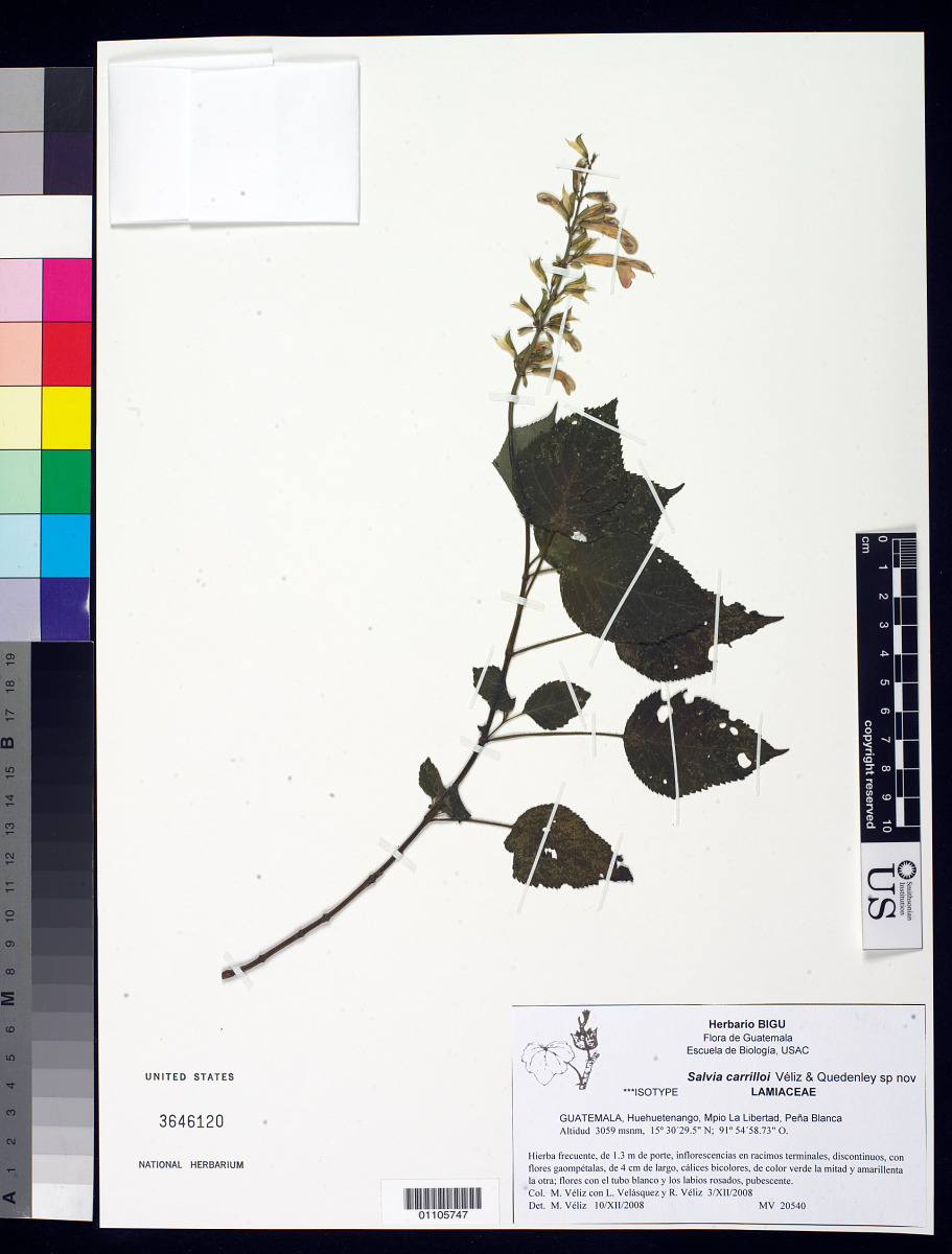Salvia carrilloi image