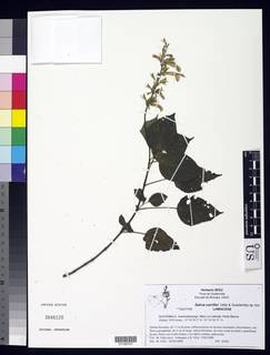 Image of Salvia carrilloi